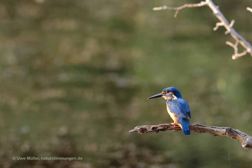 Eisvogel (Alcedo atthis)
