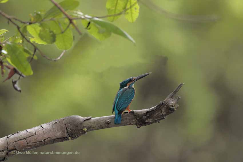 Eisvogel (Alcedo atthis)