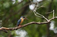 Eisvogel (Alcedo atthis)