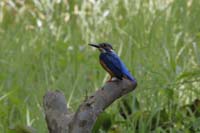 Eisvogel (Alcedo atthis)