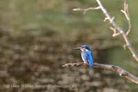 Eisvogel (Alcedo atthis)