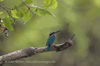 Eisvogel (Alcedo atthis)