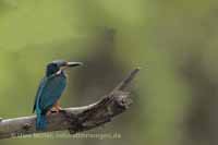 Eisvogel (Alcedo atthis)