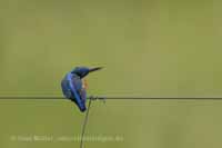 Eisvogel (Alcedo atthis)