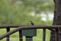 Eisvogel (Alcedo atthis)