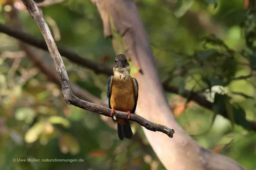 Storchschnabelliest (Pelargopsis capensis)