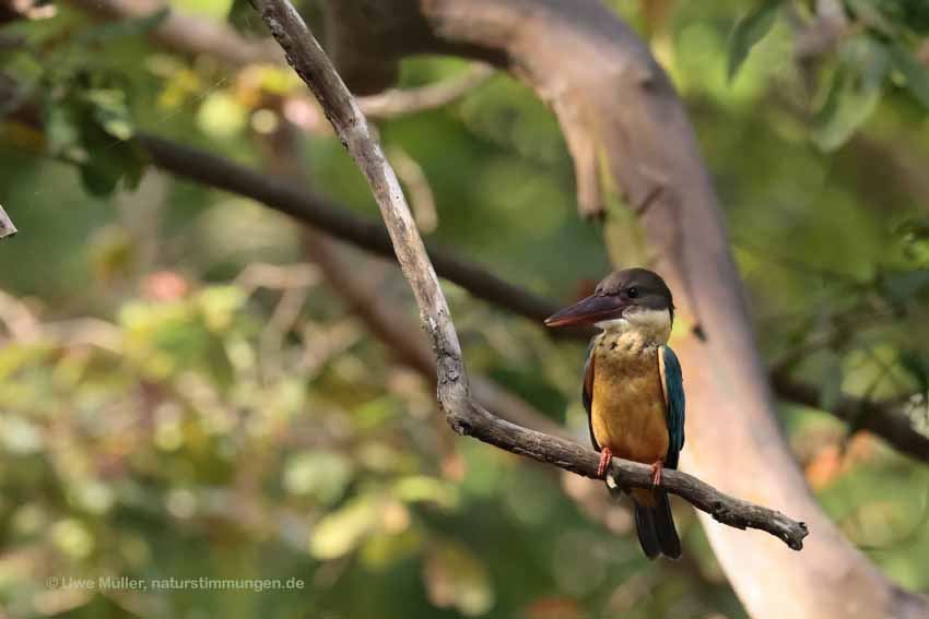 Storchschnabelliest (Pelargopsis capensis)