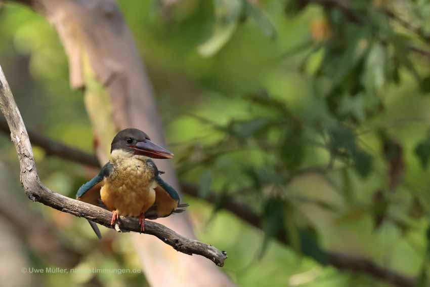 Storchschnabelliest (Pelargopsis capensis)