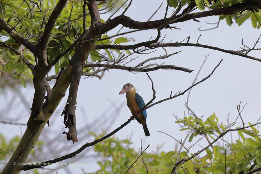 Storchschnabelliest (Pelargopsis capensis)