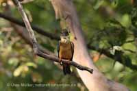 Storchschnabelliest (Pelargopsis capensis)