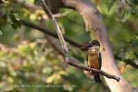 Storchschnabelliest (Pelargopsis capensis)