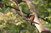 Storchschnabelliest (Pelargopsis capensis)