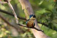 Storchschnabelliest (Pelargopsis capensis)