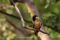 Storchschnabelliest (Pelargopsis capensis)