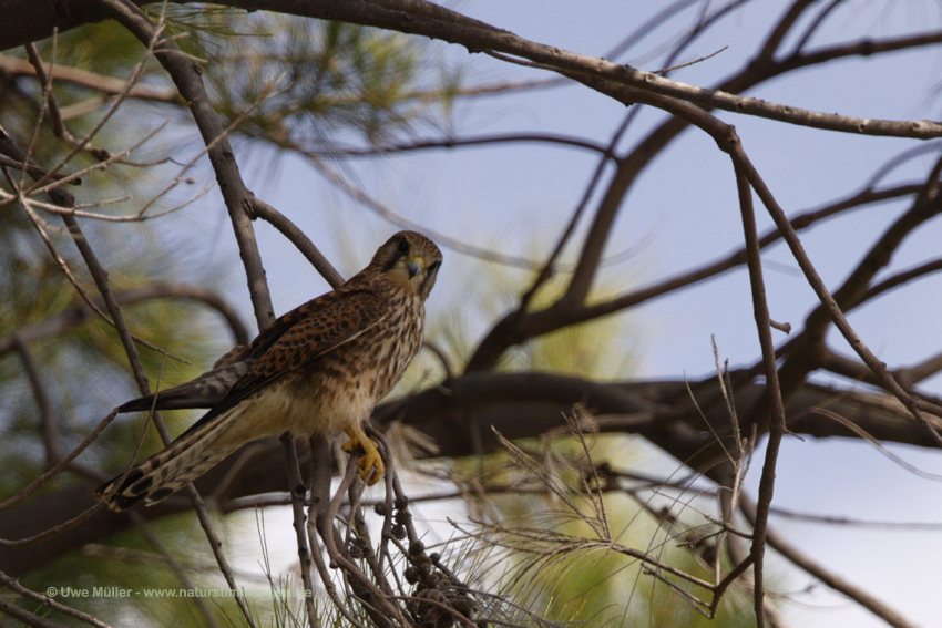 Rötelfalke (Falco naumanni)