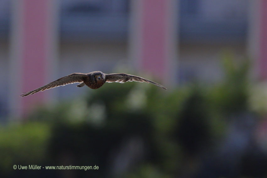 Rötelfalke (Falco naumanni)