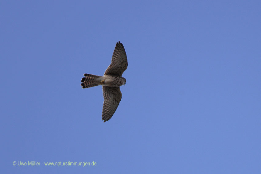 Rötelfalke (Falco naumanni)