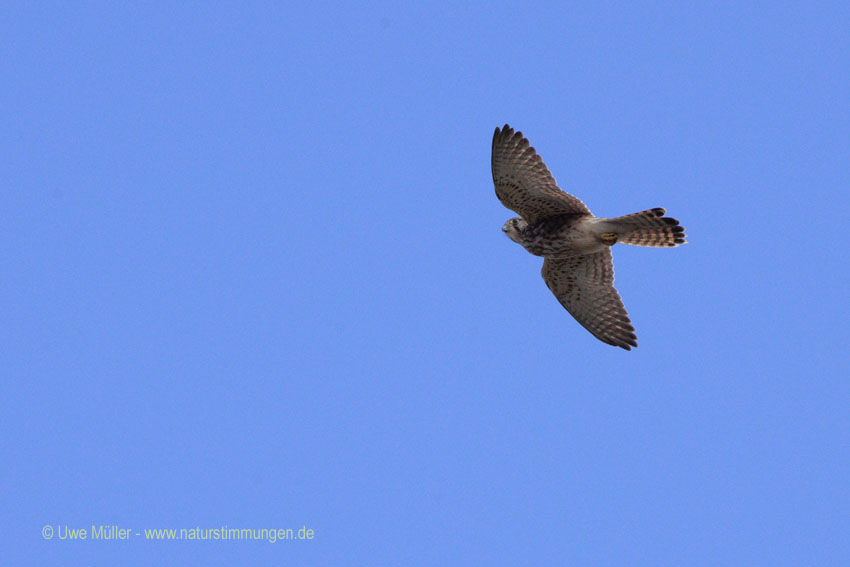 Rötelfalke (Falco naumanni)