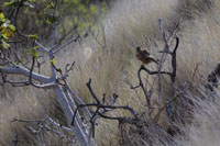 Rötelfalke (Falco naumanni)