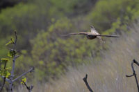 Rötelfalke (Falco naumanni)