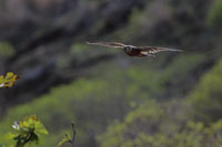 Rötelfalke (Falco naumanni)l