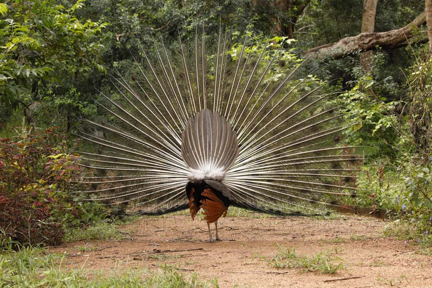 Blauer Pfau (Pavo cristatus)