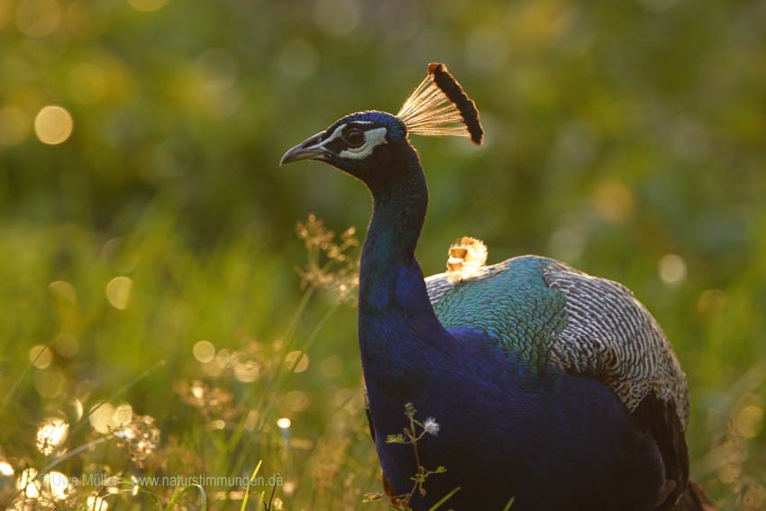 Blauer Pfau (Pavo cristatus)