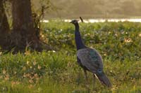 Blauer Pfau (Pavo cristatus)