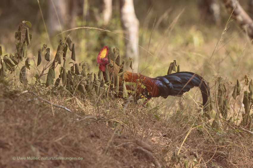 Ceylonhuhn (Gallus lafayettii))