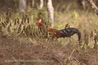 Ceylonhuhn (Gallus lafayettii)