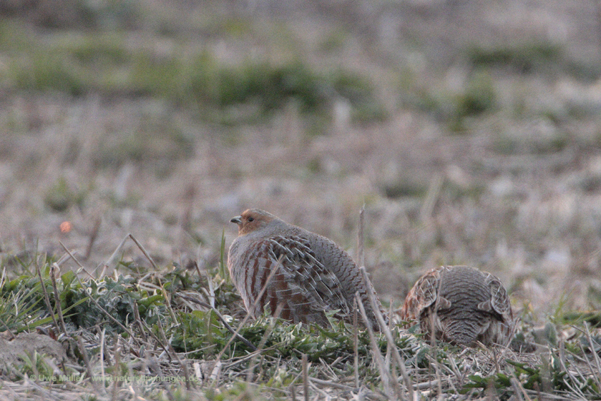 Rebhuhn (Perdix perdix)