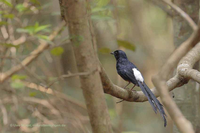 Sri Lankan Shama (Copsychus leggei)