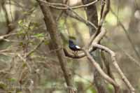 Sri Lankan Shama (Copsychus leggei)