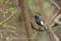 Sri Lankan Shama (Copsychus leggei)