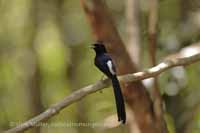 Sri Lankan Shama (Copsychus leggei)