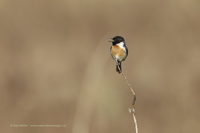 Fliegenschnäpper (Muscicapidae)