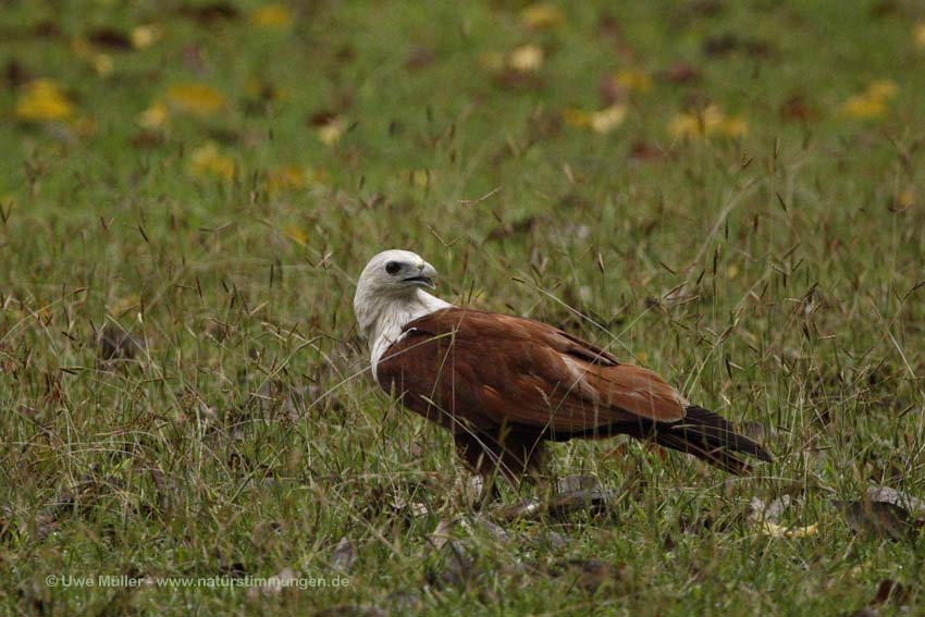 Brahminenweih (Haliastur indus)