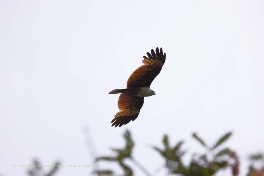 Brahminenweih (Haliastur indus)