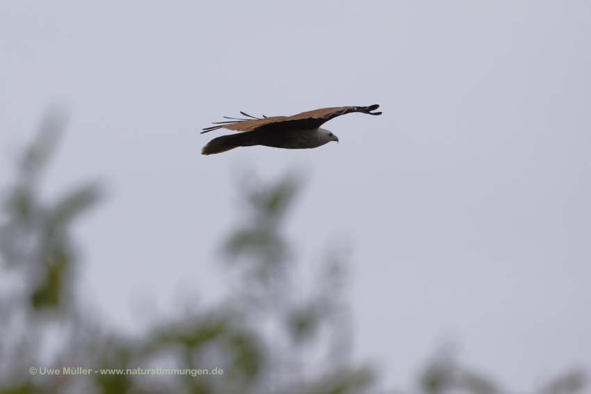 Brahminenweih (Haliastur indus)