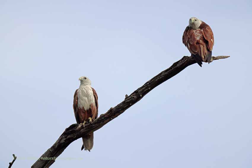 Brahminenweih (Haliastur indus)