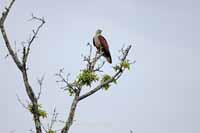 Brahminenweih (Haliastur indus)