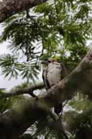 Harpyie (Harpia harpyja)