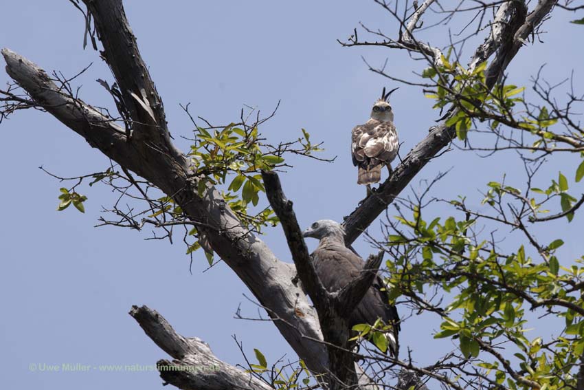 Haubenadler (Nisaetus cirrhatus)