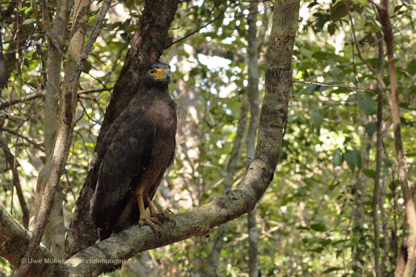 Schlangenweihe (Spilornis cheela)