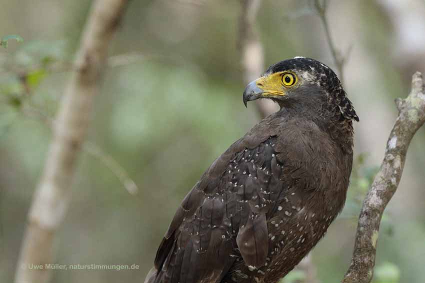 Schlangenweihe (Spilornis cheela)