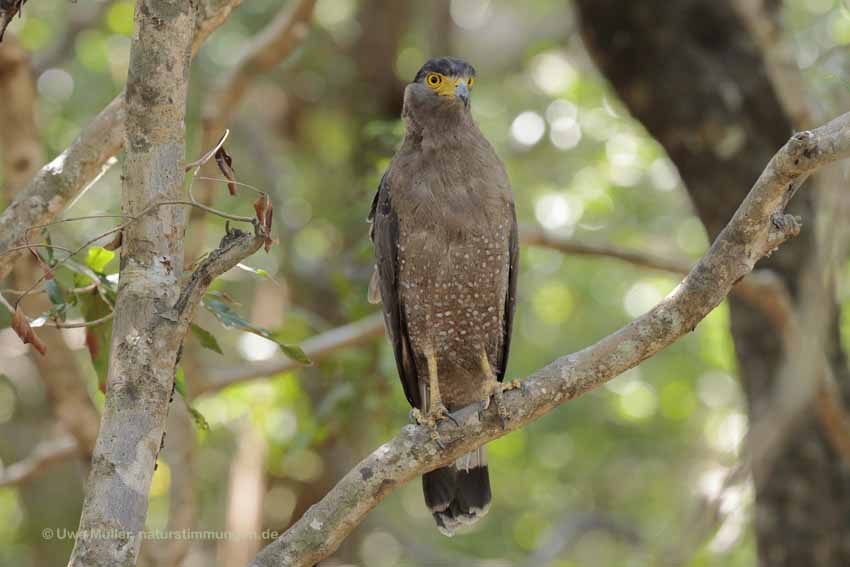 Schlangenweihe (Spilornis cheela)