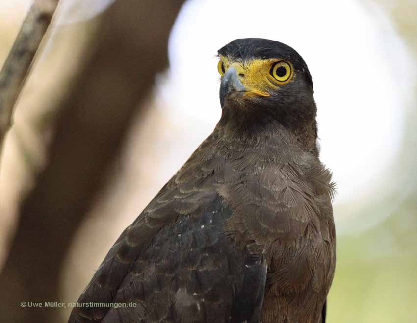 Schlangenweihe (Spilornis cheela)