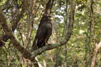 Schlangenweihe (Spilornis cheela)