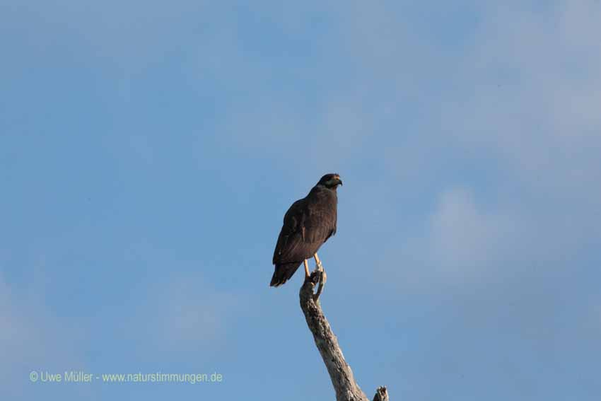 Schwarzbussard (Buteogallus urubitinga)