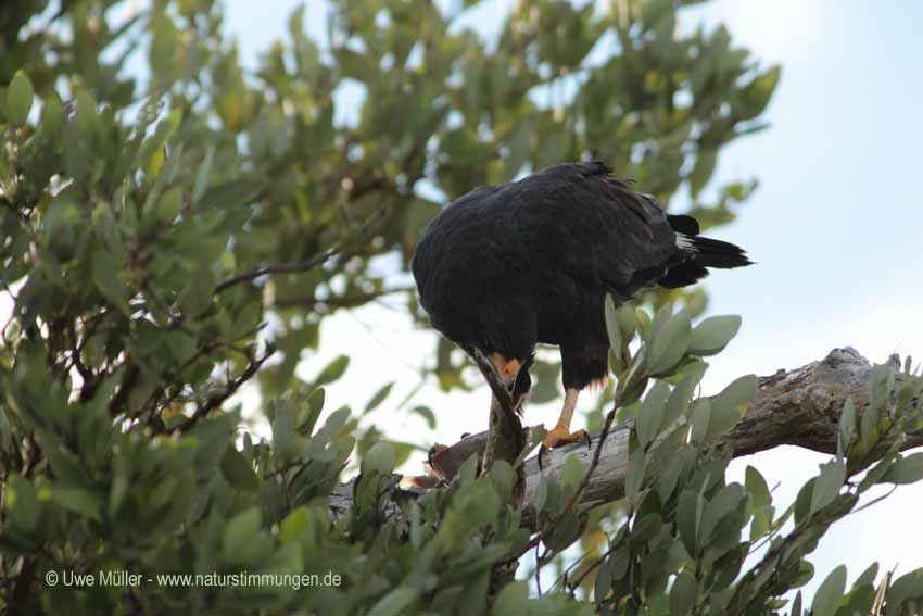 Schwarzbussard (Buteogallus urubitinga)